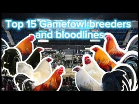 TOP 5 Gamefowl bloodlines in the Philippines .